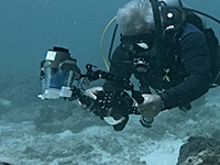 Diver