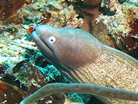 Diver