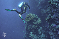 Diver