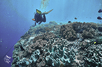 Diver