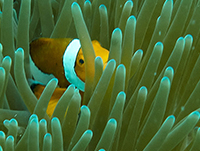 Diver
