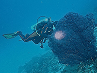 Diver
