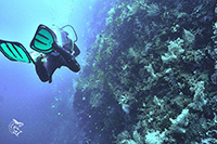 Diver