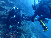 Diver