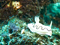 Diver