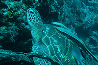 Diver